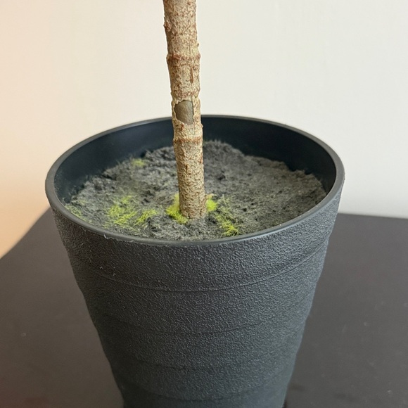 Artificial Fiddle Leaf Fig Tree in Black Pot - Picture 2 of 6